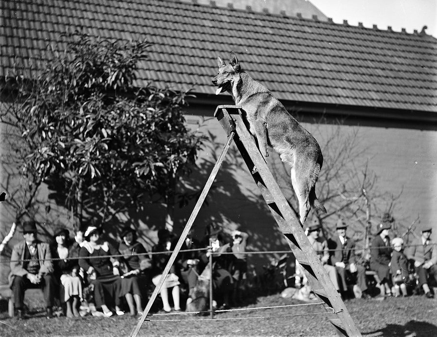 German shepherd on an A-frame obstacle at an Erskineville dog show — photograph, from Erskineville, 1934
