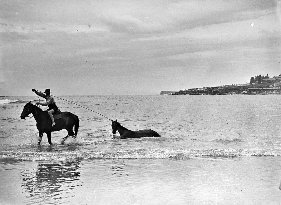 Horse swimming at Coogee Beach — photograph, from Coogee Beach, 1948