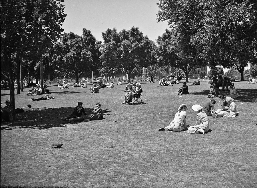 Sunbathers and picnickers on a Sydney park lawn — photograph, from Sydney, 1950