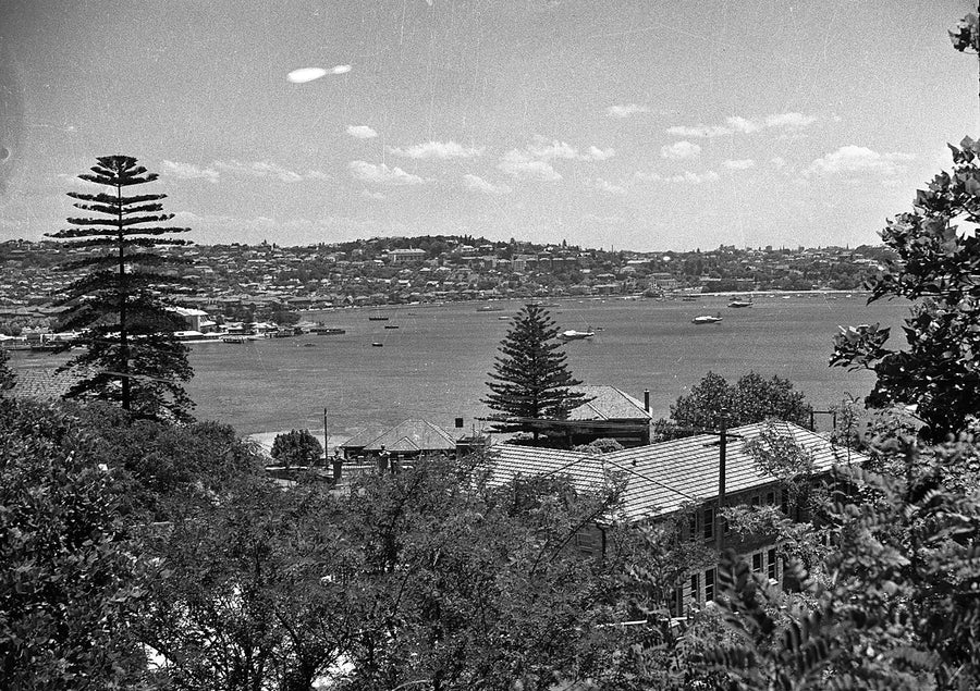 Sydney harbour bay with moored boats, seen past Norfolk Island pines — photograph, from Sydney, 1950