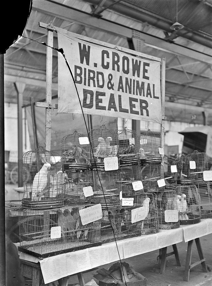 W. Crowe bird and animal dealer's stall, City Markets, Haymarket — photograph, from Paddy's Markets, c. 1911–16
