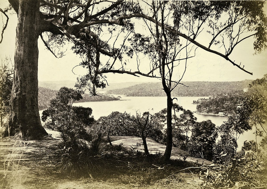 Middle Harbour through gum trees, Sydney — photograph, from Sydney, c. 1878