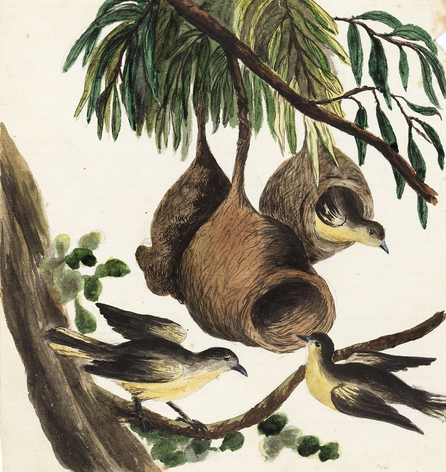 Nesting birds with pendant nests — illustration, c. 1849–72