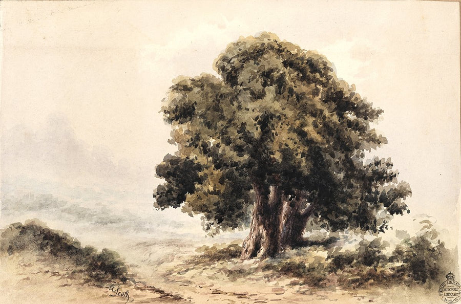 Round Headed Oak — illustration, 1879