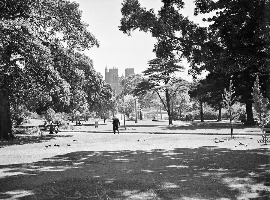Hyde Park with St Mary's Cathedral beyond, Sydney — photograph, from Hyde Park, 1949