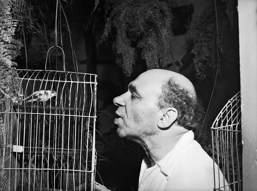 Face to face with a caged canary, Marrickville — photograph, from Marrickville, 1949