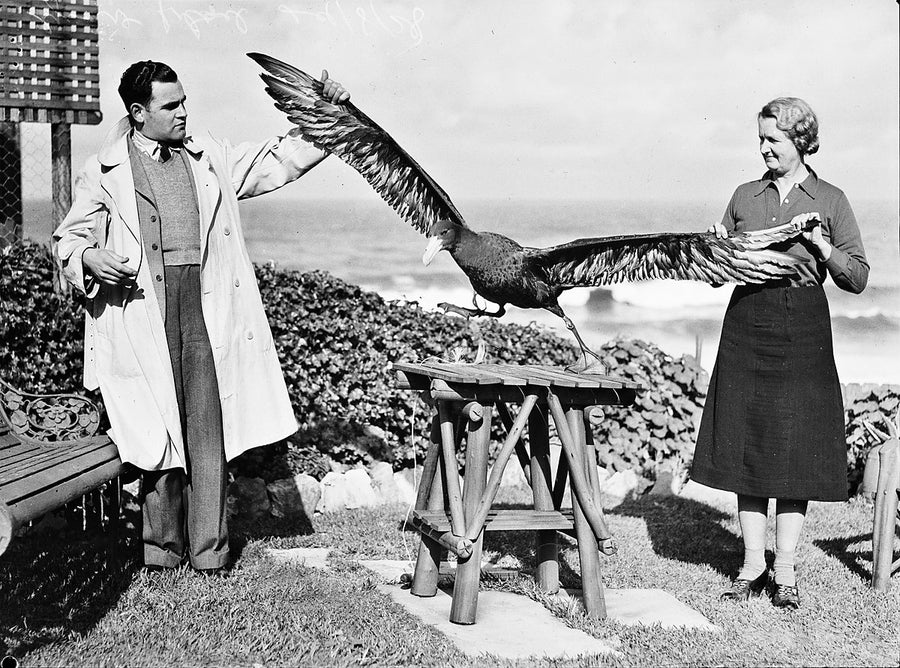 Giant petrel held with wings spread, Tamarama — photograph, from Tamarama, 1938