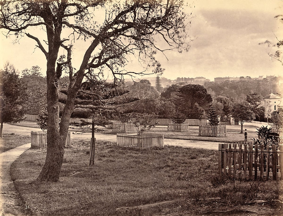The Domain, Sydney, with the corner of Victoria Lodge — photograph, from The Domain, 1877