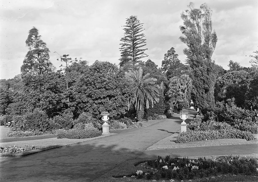 Urn-lined garden path, Royal Botanic Garden, Sydney — photograph, from Royal Botanic Garden, c. 1911–29