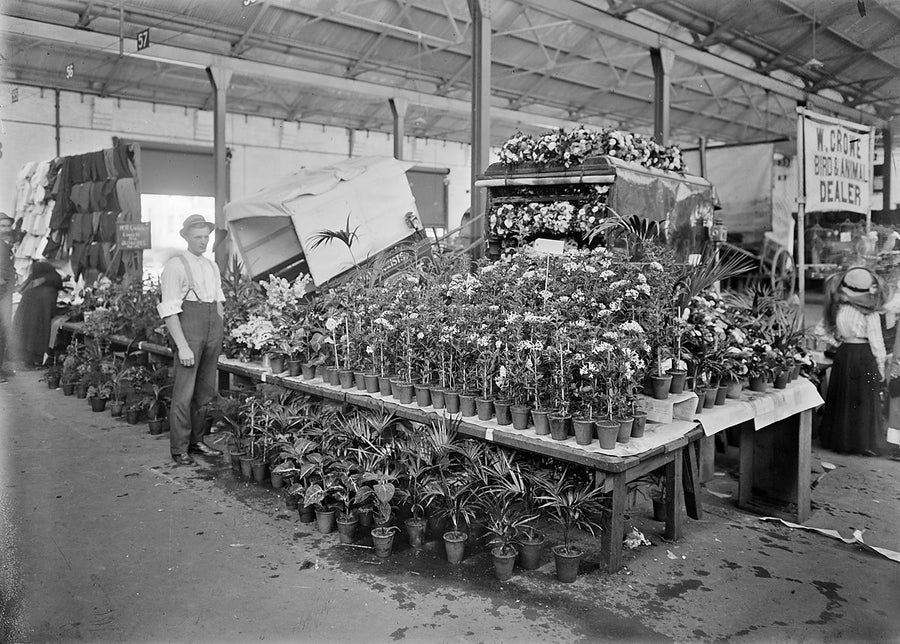 Stand 57 potted-plant display beside W. Crowe bird and animal dealer, Sydney markets — photograph, from Sydney, c. 1911–16