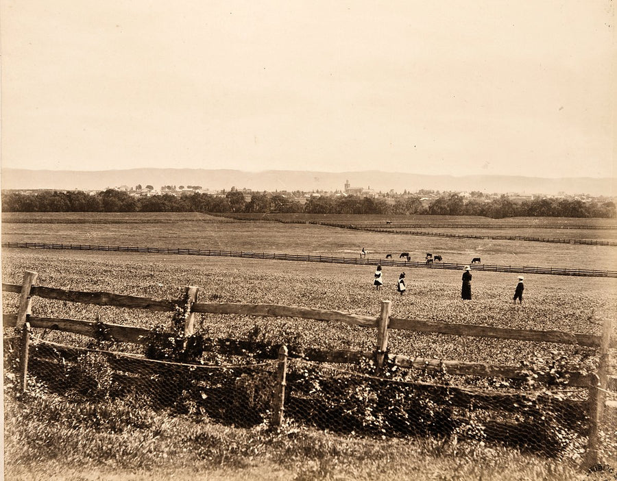 Distant town beyond fenced grazing paddocks, New South Wales — photograph, c. 1875–1930