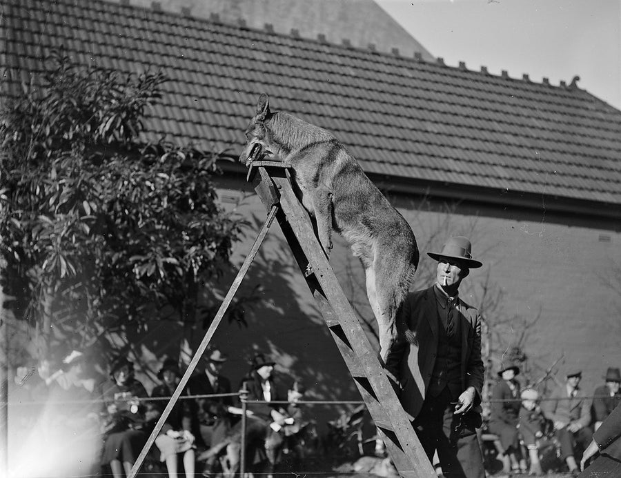 German Shepherd on the A-frame at the Erskineville dog show — photograph, from Erskineville, 1934