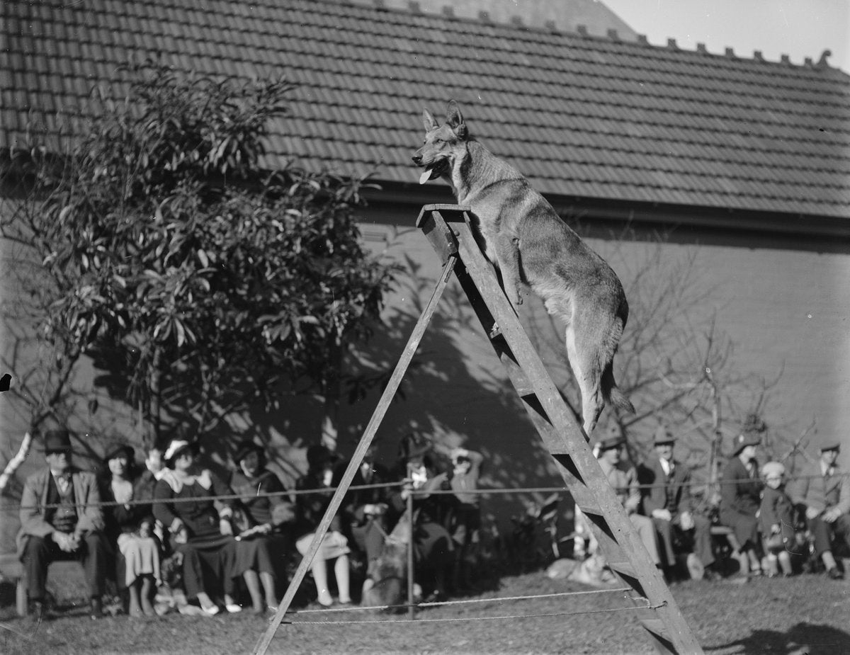 German shepherd on an A-frame obstacle at an Erskineville dog show, 1934 — photograph, from Erskineville, circa 1934