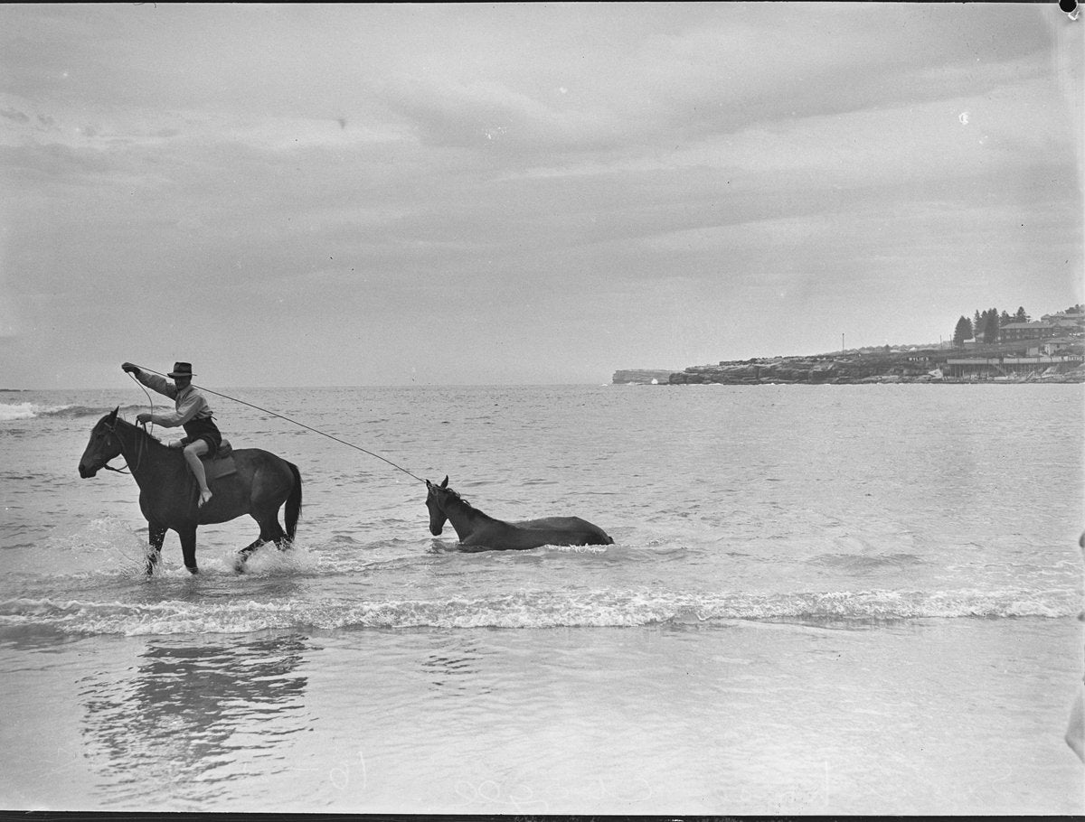 Horse swimming at Coogee Beach, 1948 — photograph, from Coogee Beach, Coogee, circa 1948