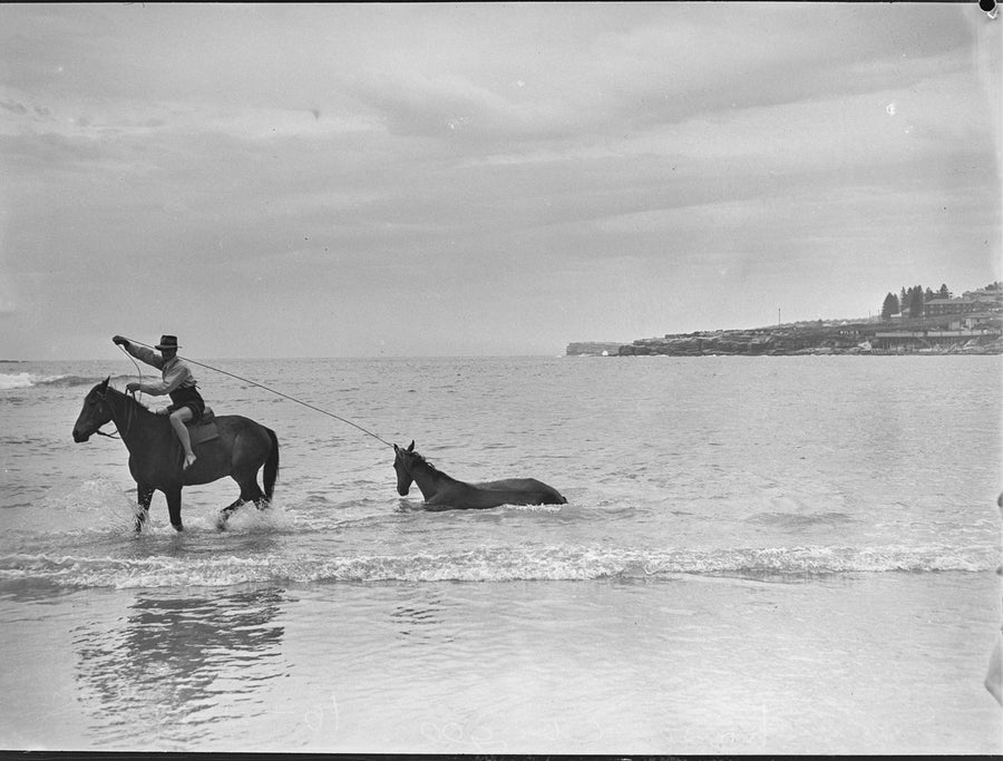 Horse swimming at Coogee Beach, 1948 — photograph, from Coogee Beach, Coogee, circa 1948