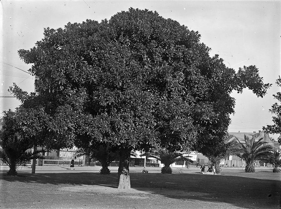 Spreading tree on the lawns of Burwood Park — photograph, from Burwood Park, circa 1920