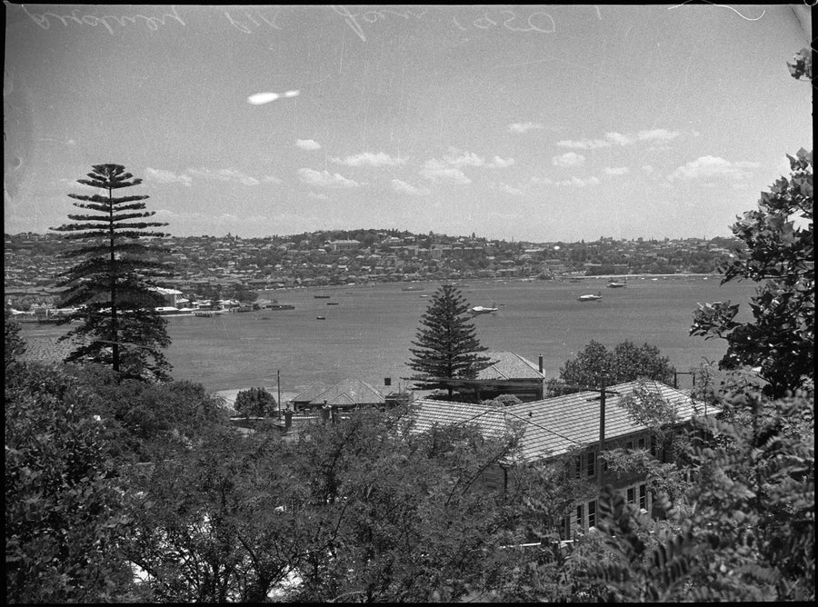 Sydney harbour bay with moored boats, seen past Norfolk Island pines — photograph, from Sydney, New South Wales, circa 1950