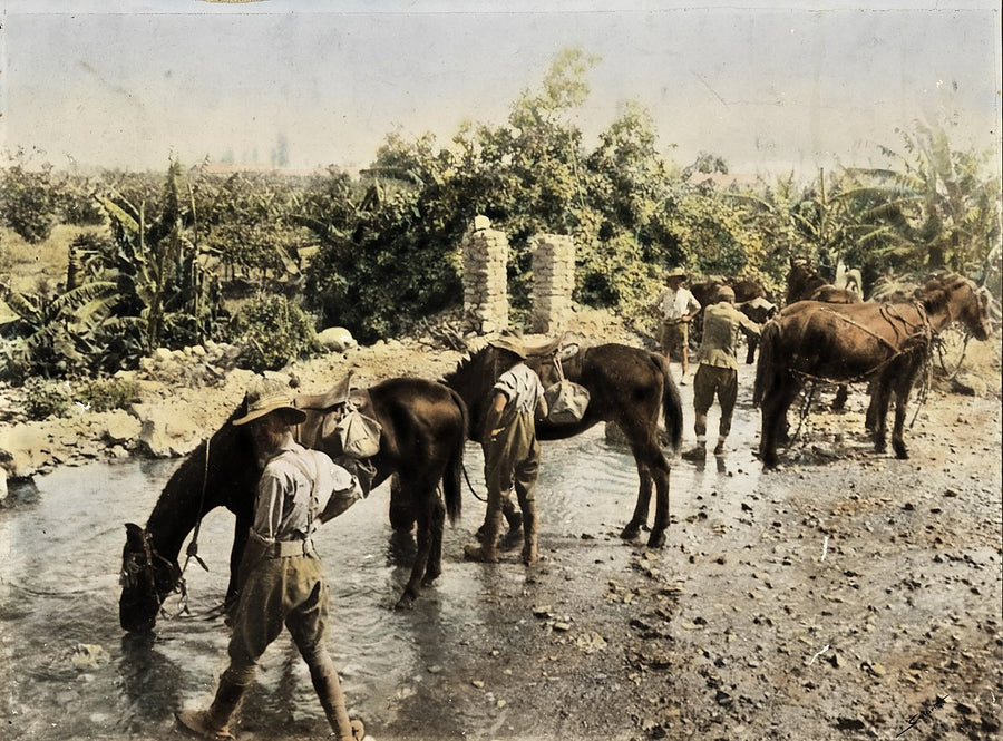 Soldiers watering pack horses, First World War — photograph, circa 1917