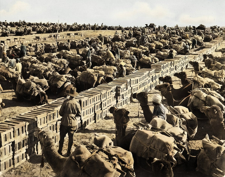 Camels loaded for the march at the Australian Light Horse dump, Deiran — photograph, circa 1918