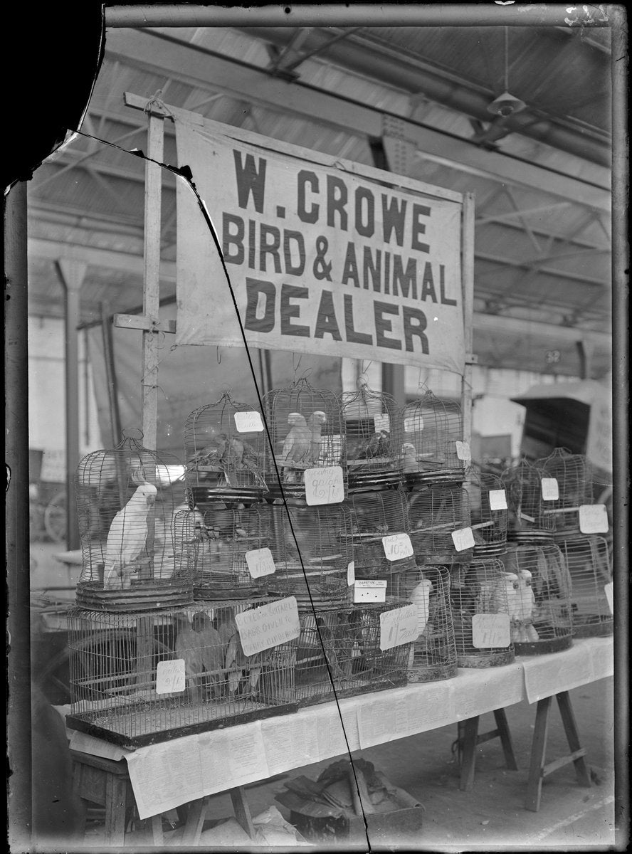 W. Crowe bird and animal dealer's stall, City Markets, Haymarket — photograph, from City Markets, Hay Street, Haymarket, Sydney, circa 1913