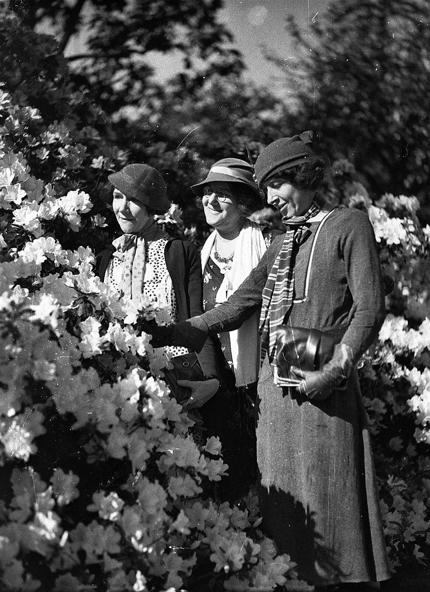 Three women at the azaleas, Botanic Garden, Sydney — photograph, from Royal Botanic Garden, circa 1934