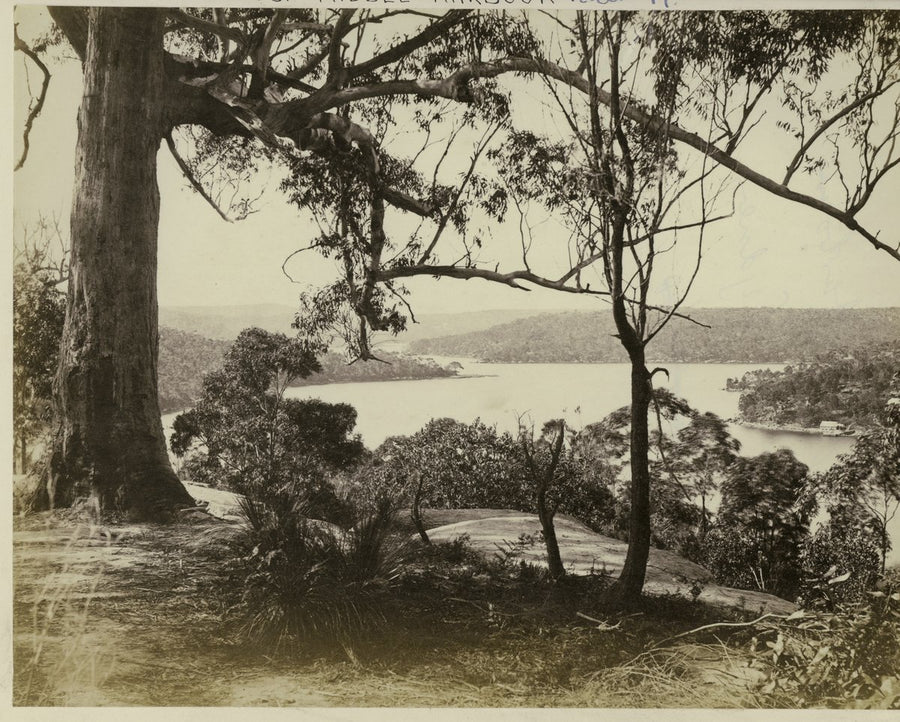 Middle Harbour through gum trees, Sydney, 1878 — photograph, from Middle Harbour, Sydney, circa 1878