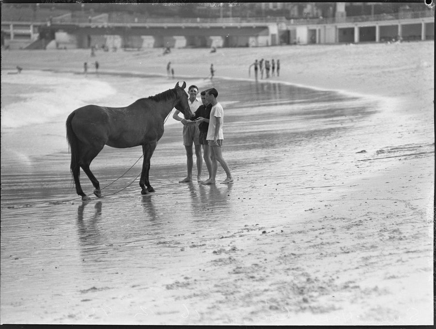 Horse and three youths at the water's edge, Coogee Beach — photograph, from Coogee Beach, circa 1948