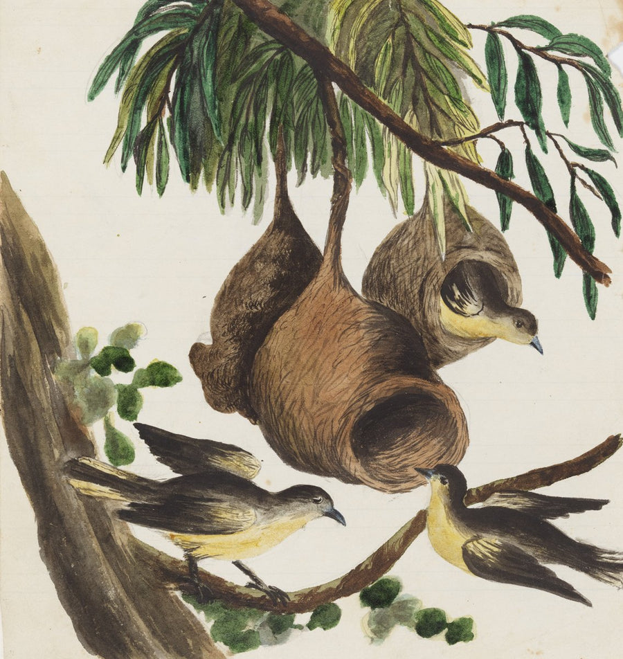 Nesting birds with pendant nests — illustration