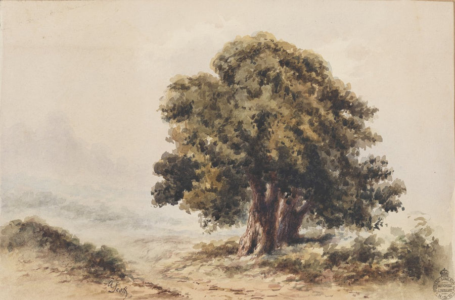 Round Headed Oak, 1879 — illustration, circa 1879