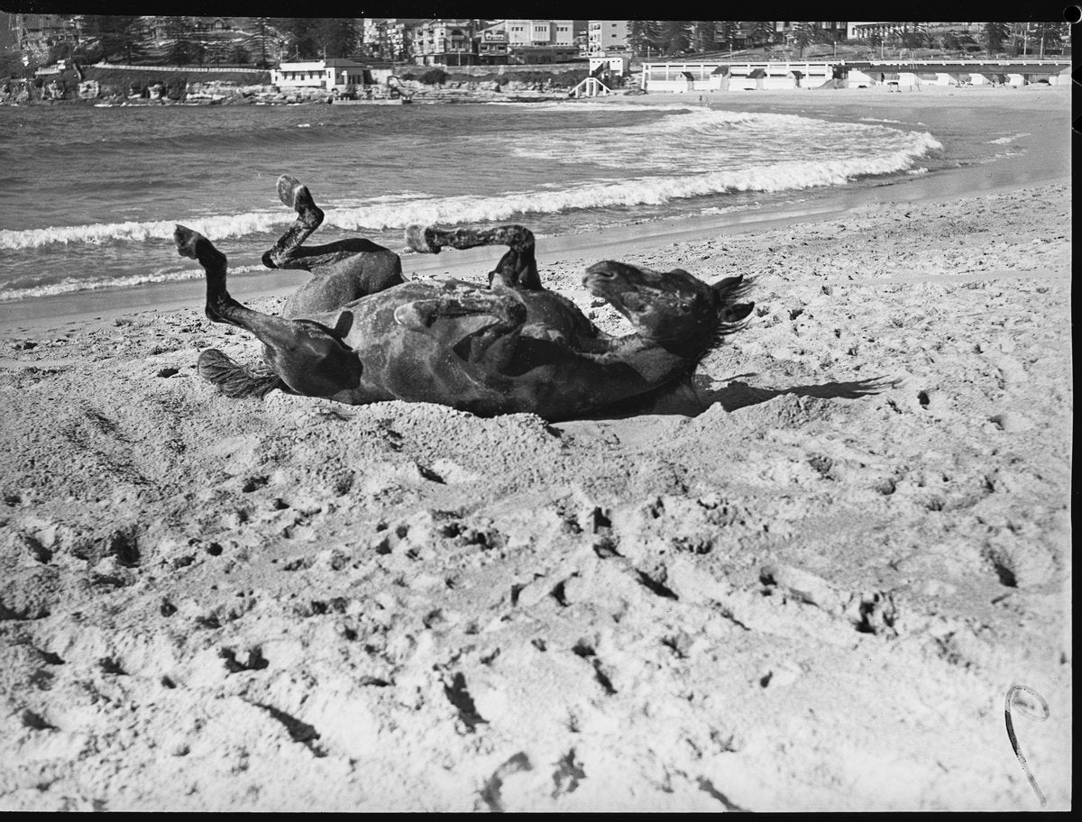 Horse rolling on the sand at Coogee Beach — photograph, from Coogee Beach, Coogee, circa 1948