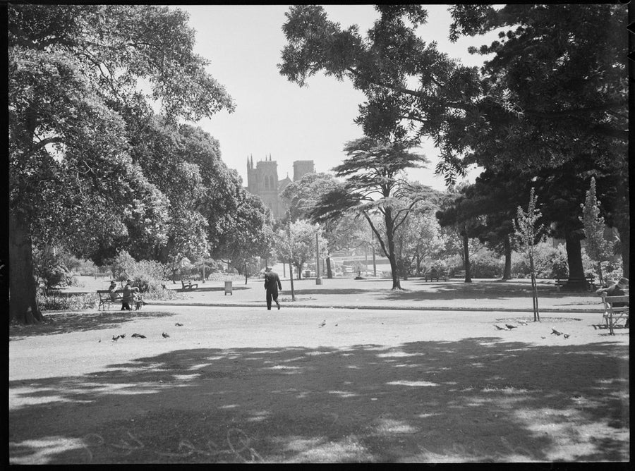 Hyde Park with St Mary's Cathedral beyond, Sydney — photograph, from Hyde Park, Sydney, looking towards St Mary's Cathedral, circa 1949