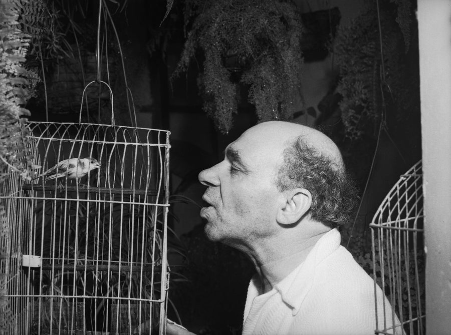 Face to face with a caged canary, Marrickville — photograph, from Marrickville, circa 1949