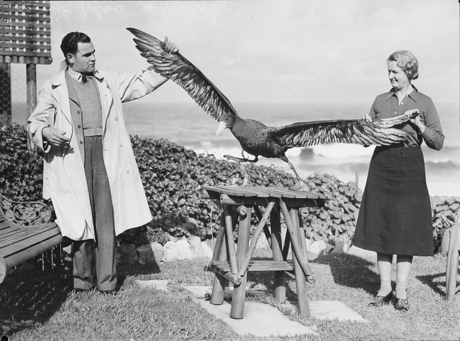 Giant petrel held with wings spread, Tamarama, 1938 — photograph, from Tamarama, circa 1938