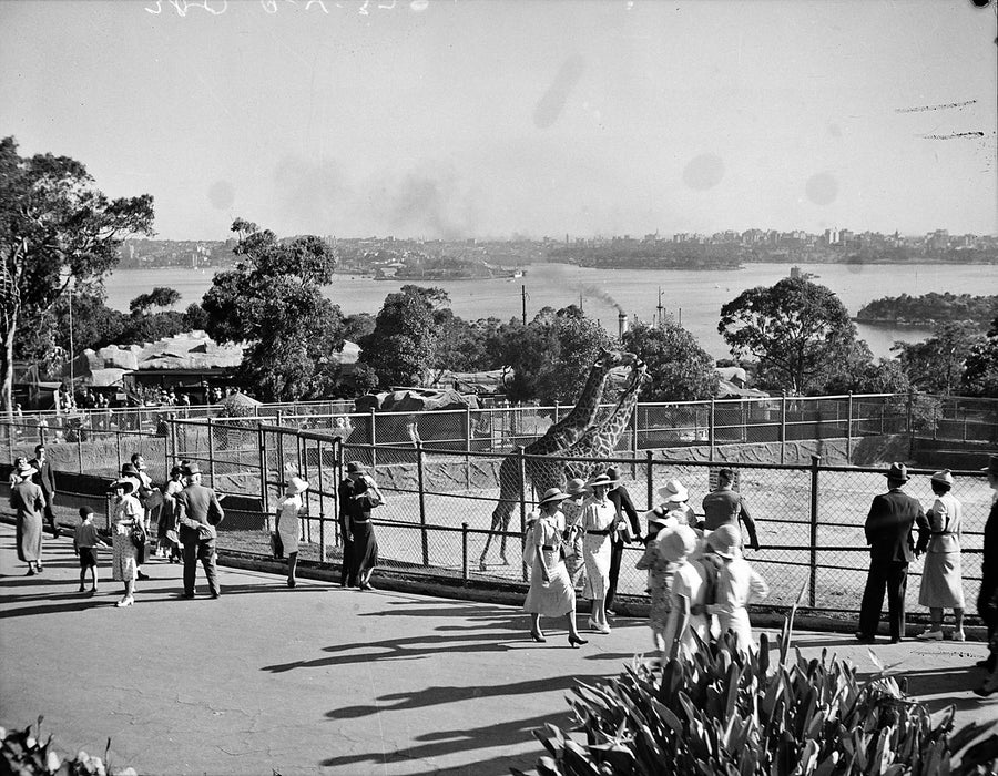 Onlookers at the giraffe enclosure, Taronga Zoo — photograph, from Taronga Zoo, circa 1937