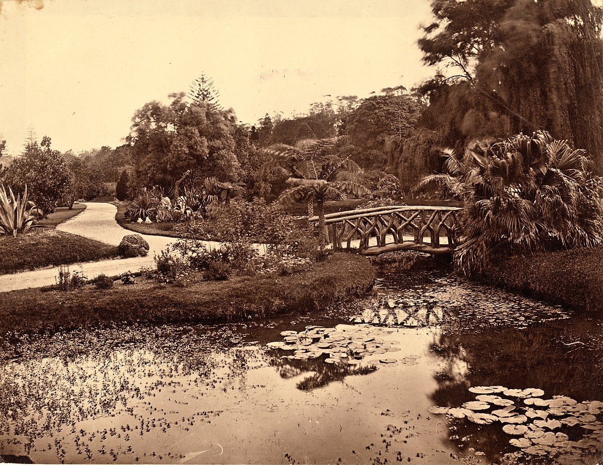 Lily pond and rustic footbridge, Royal Botanic Gardens, Sydney — photograph, from Royal Botanic Garden, circa 1880