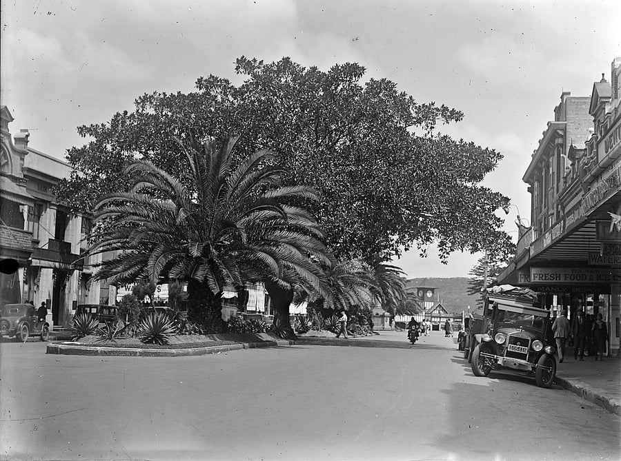 Palms in The Corso, Manly, 1920 — photograph, from The Corso, circa 1920