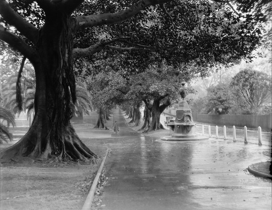 Fig-tree avenue and stone drinking fountain, The Domain — photograph, from The Domain, circa 1927