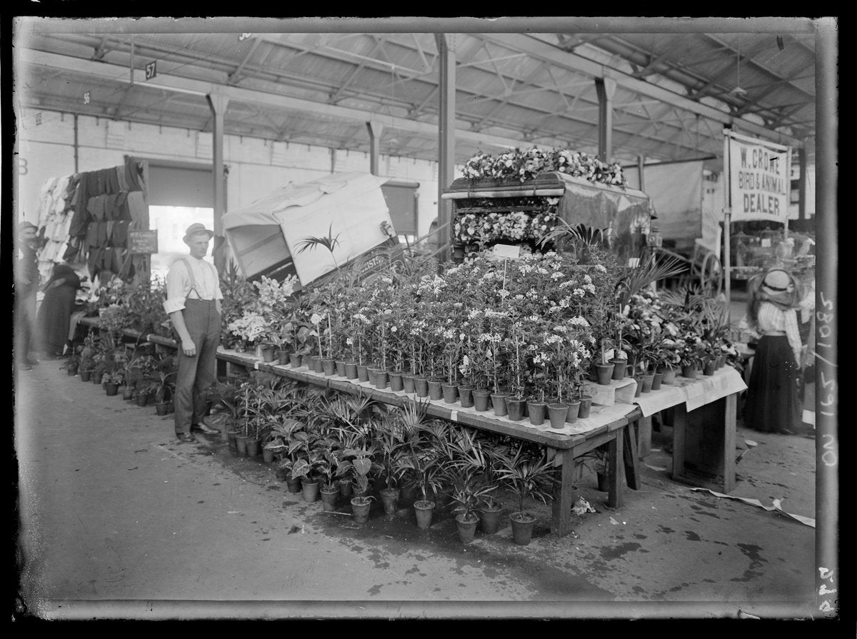 Stand 57 potted-plant display beside W. Crowe bird and animal dealer, Sydney markets — photograph, from Sydney markets, Sydney, circa 1911