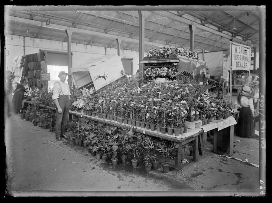 Stand 57 potted-plant display beside W. Crowe bird and animal dealer, Sydney markets — photograph, from Sydney markets, Sydney, circa 1911