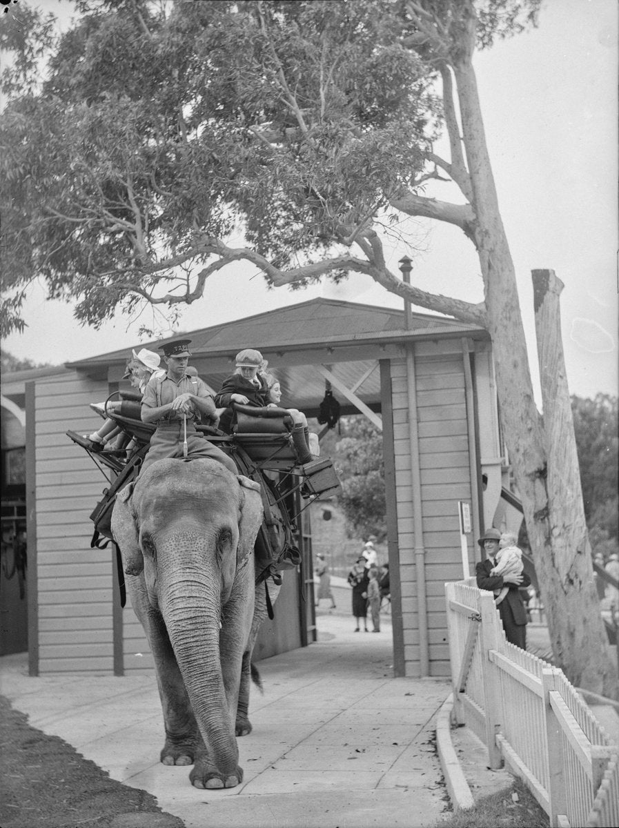 Children riding an elephant at Taronga Zoo — photograph, from Taronga Zoo, circa 1936