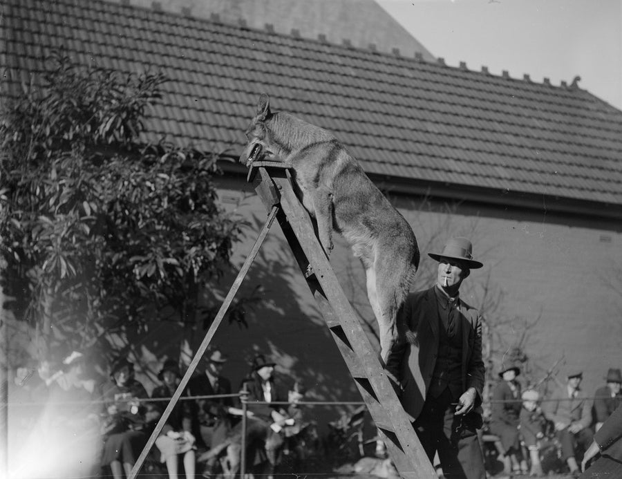 German Shepherd on the A-frame at the Erskineville dog show — photograph, from Erskineville, circa 1934